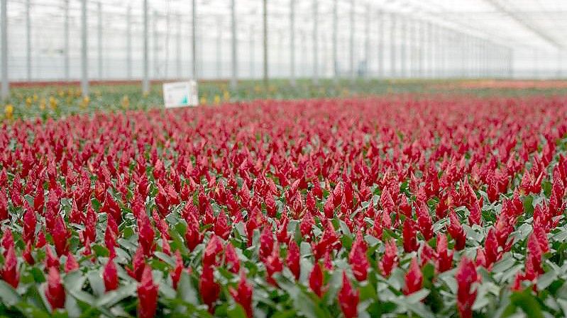 Bromelien blühen im niederländischen De Kwakel in einem Gewächshaus. Foto: picture alliance / dpa