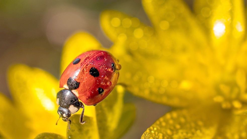 Wo Marienkäfer sich wohl fühlen, haben Blattläuse schlechte Karten. Foto: pixabay.com