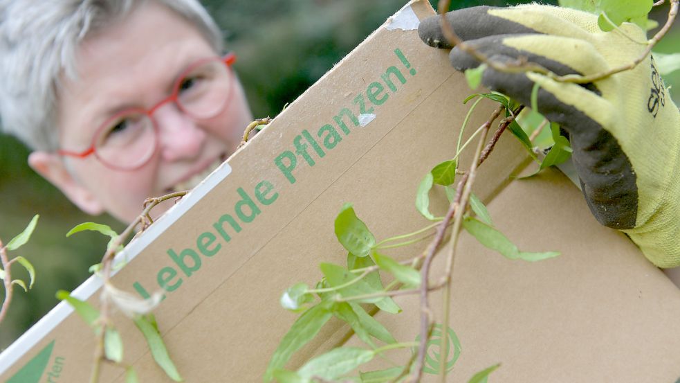 Der Garteneinzelhandel spricht vom wachsenden Absatz in der Pandemie von Stauden, aber auch Gemüsepflanzen. Hauptsache, es lebt! Foto: Ortgies