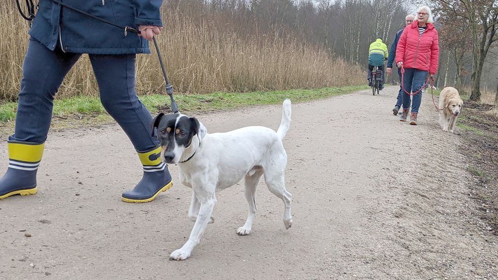 Der Rundweg ums Ottermeer lockt viele Hundebesitzer an. Entsprechend begrüßen würde der Verein Freie Pfoten Wiesmoor eine Freilauffläche in unmittelbarer Nähe. Foto: Homes