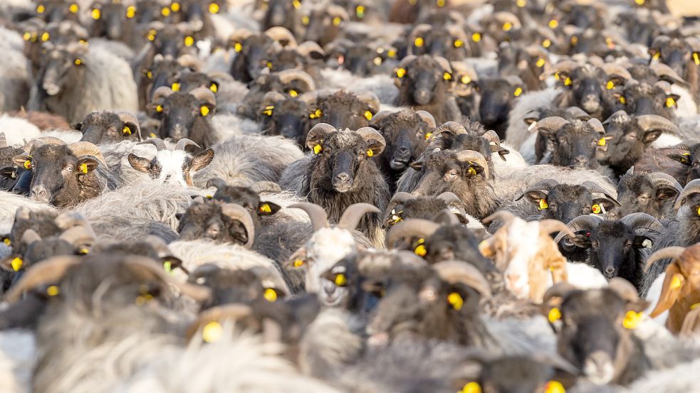 KINA - Mit Schafen und Ziegen gegen das Virus Foto: Philipp Schulze