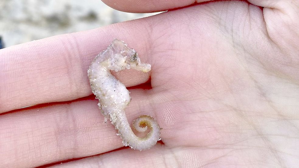 Nur etwa vier Zentimeter ist dieses Kurzschnäuzige Seepferdchen groß, das auf der Insel Wangerooge gefunden wurde. Foto: Timon Hülsmann/Mellumrat e.V.