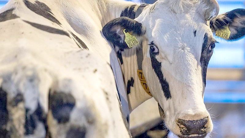 Der klimagerechte Umbau wird kleinere Höfe vor Probleme stellen. Foto: Jens Büttner/dpa-Zentralbild/dpa