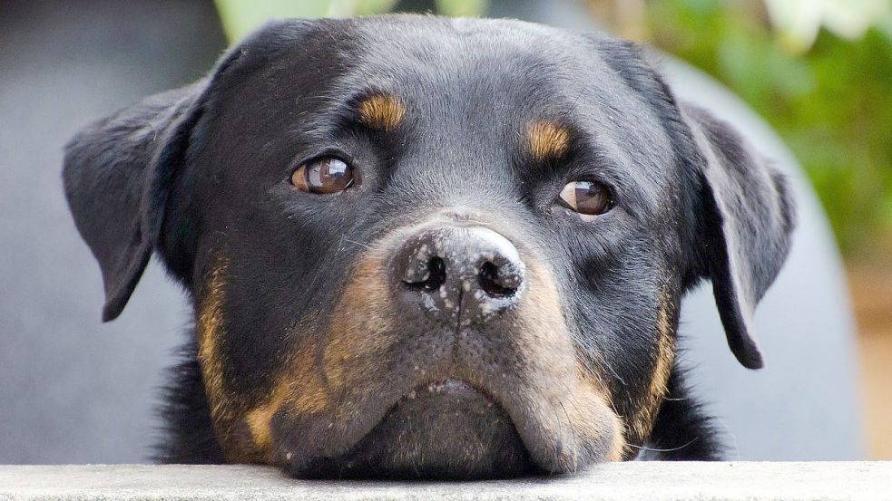 Eine 18-Jährige verkaufte aggressiven Rottweiler weiter. Symbolfoto: Pixabay