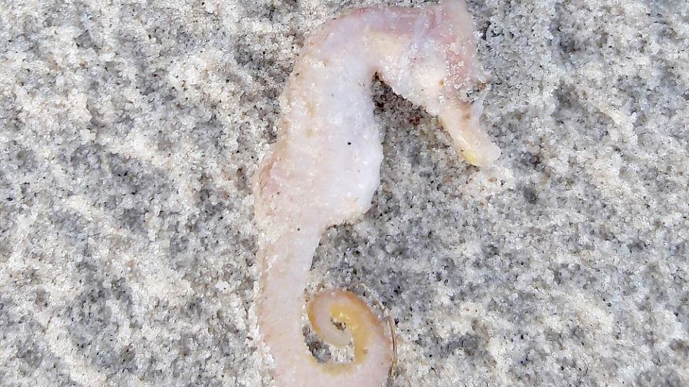 Naturschutzwarte des Mellumrates haben dieses nur vier Zentimeter große tote Kurzschnäuzige Seepferdchen am Strand von Wangerooge entdeckt. Foto: Timon Hülsmann/Mellumrat e.V.