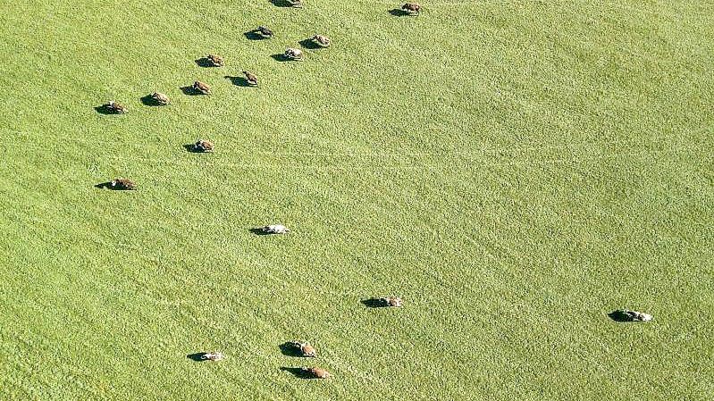 Auf weiter Flur - grasende Kühe im Schwarzwald. Foto: Silas Stein/dpa