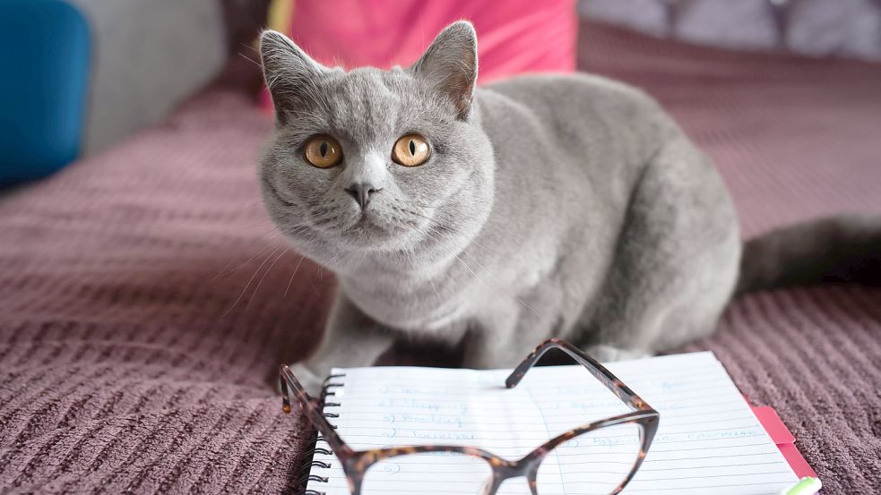 Blue British Shorthair cat lying on a bed with notebook and glasses Blue British Shorthair cat lying on a bed with noteb Foto: www.imago-images.de
