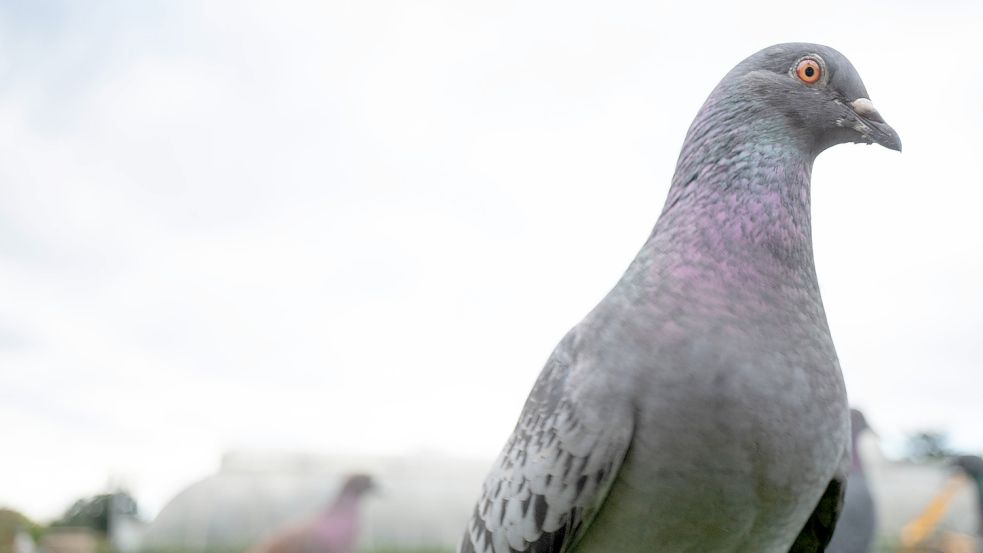 Autumn in Kew Gardens - London Pigeons in Kew Gardens in London. Photo date: Tuesday, November 9, 2021. Photo credit sho Foto: www.imago-images.de