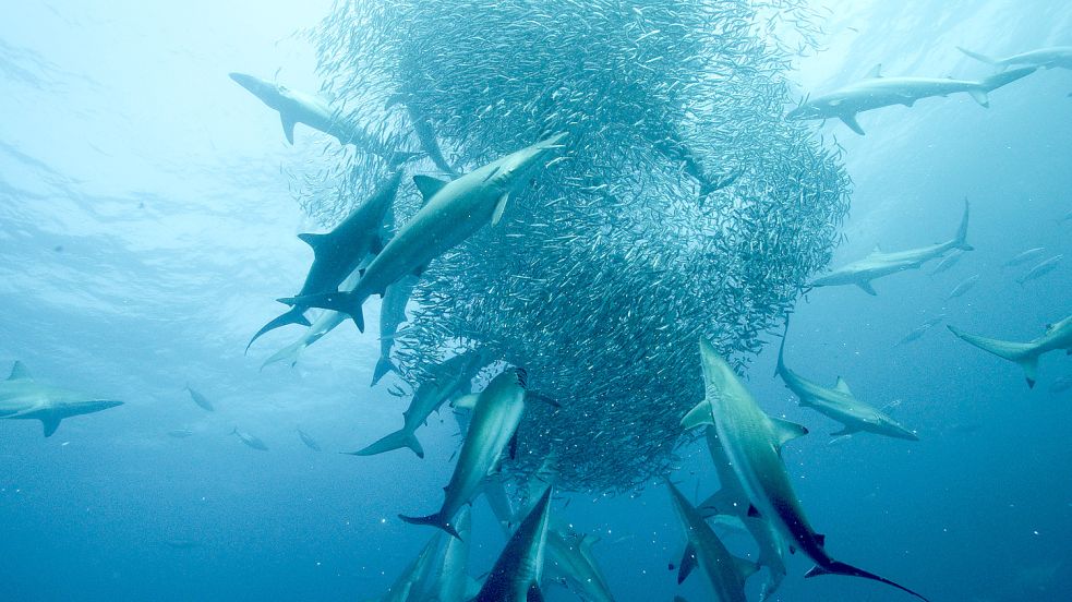 Haie leben gefährlich Foto: NDR Presse und Information