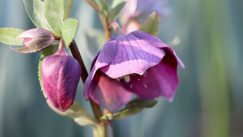 Die Blüten der Lenzrose haben es unserer Kolumnistin angetan. Sie sind ein Vorgeschmack auf die Blütenfülle des Sommers. Foto: pixabay.com