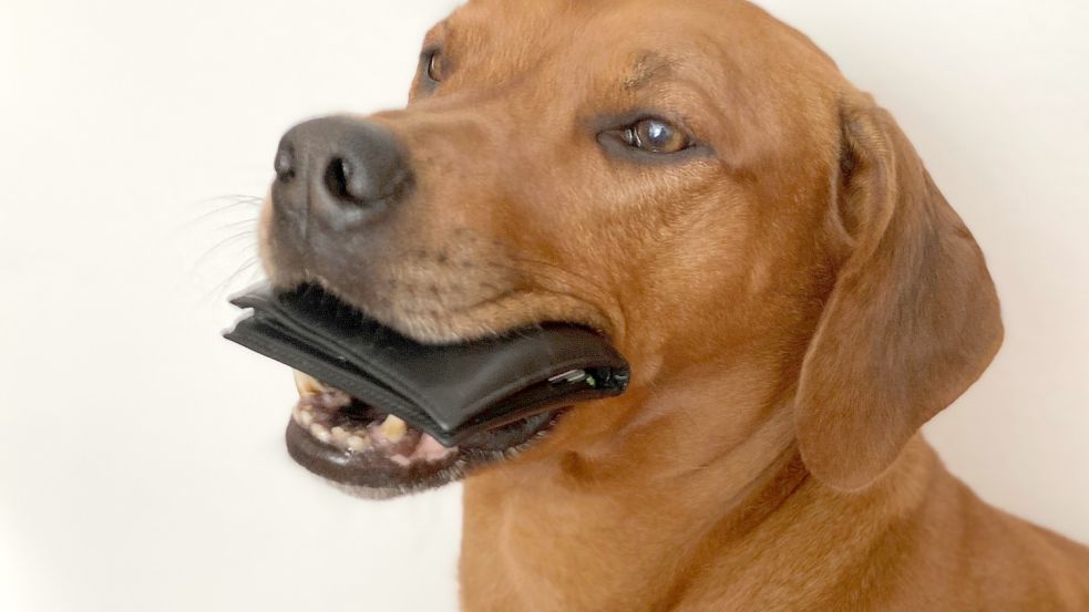 Künftig liegt Hasso seinem Halter schwerer auf der Tasche: Die Hundesteuer wird in Jemgum erhöht. Symbolfoto: Archiv