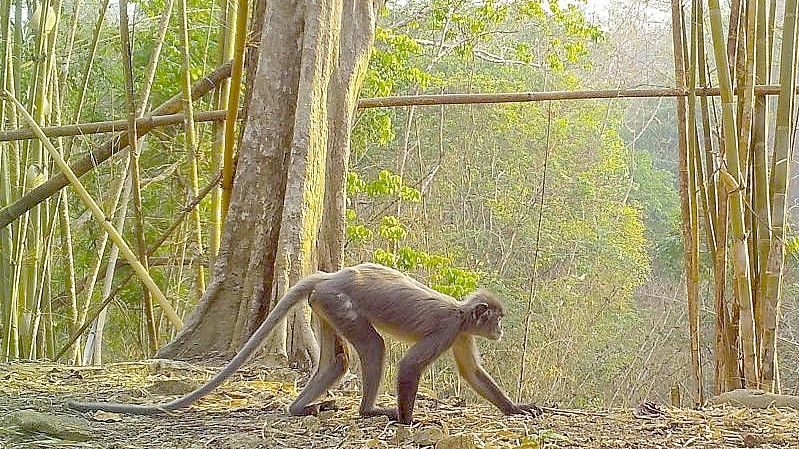 Der sogenannte Popa-Langur wurde als eigene Art identifiziert. Foto: WWF Myanmar/dpa