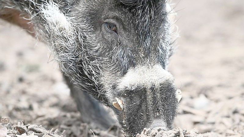 Zuchteber Cebu rüsselt nach Futter in seinem Gehege im Zoo Landau in der Pfalz. Cebu ist ein Visayas-Pustelschwein, dessen Art auf einer Insel der Philippinen vorkommt und vom Aussterben bedroht ist. Foto: Axel Seidemann/dpa