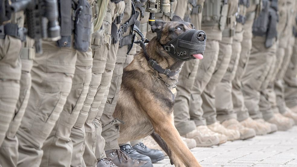 Ein Diensthund des SEK Frankfurt: Bei Einsatz und Training von Polizeihunden kamen bislang Stachelhalsbändern zum Einsatz. Foto: Boris Roessler
