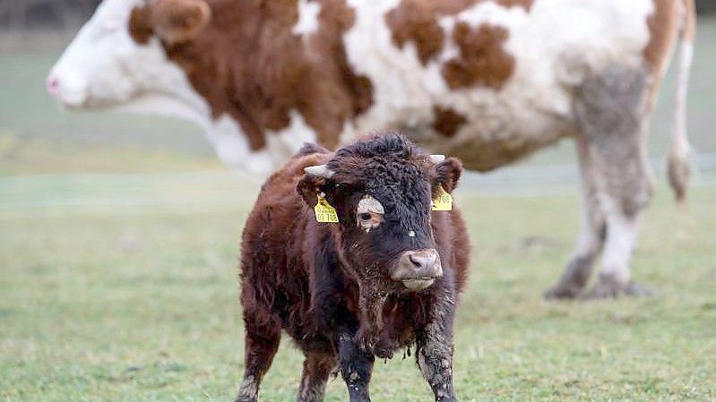 Der kleinwüchsige Stier Napoleon auf dem Gnadenhof in Bayern. Foto: Sven Hoppe/dpa