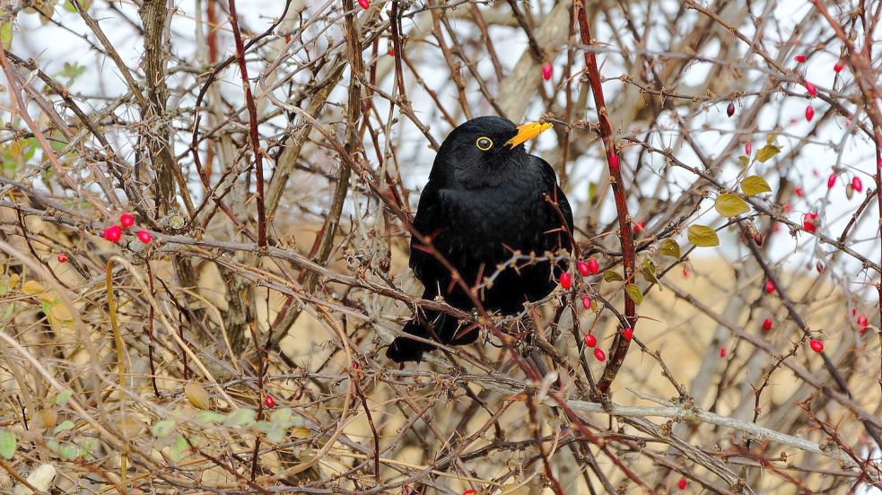 Die Sträucher und ihre dichte Struktur auf Wallhecken bieten Vögeln Schutz, Nahrung und auch einen sicheren Ausguck. Foto: Pixabay