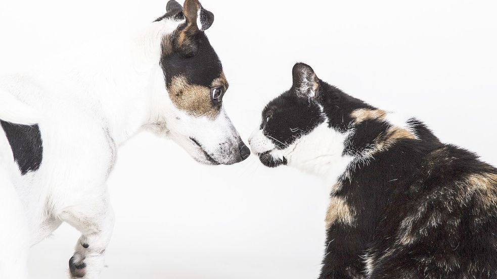 Immer mehr Hunde und Katzen in hiesigen Haushalten bekommen Hausbesuche von Tierärzten des Veterinäramtes Jade-Weser. Symbolfoto: pixabay