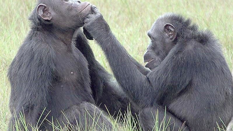 Roxy und Thea aus der Gemeinschaft von etwa 45 Schimpansen, die im Loango-Nationalpark in Gabun leben und vom „Ozouga“-Schimpansenprojekt untersucht werden. Foto: Tobias Deschner/Ozouga chimpanzee project/dpa