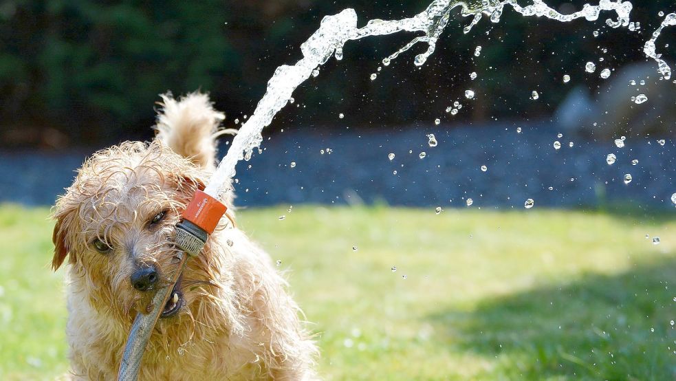 Heiko Poppen erinnert daran, dass in jedem Jahr viel Trinkwasser für die Gartenbewässerung benutzt, aber dennoch als Abwasser berechnet wird. Wer das verhindern will, kann sich dafür spezielle Zähler besorgen, um Geld zu sparen. Symbolfoto: Pixabay