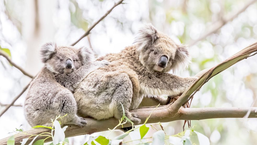 In Australien geht die Population der Koalas stark zurück. Foto: imago images/Westend61