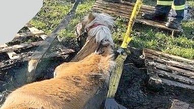 Mit Gurten wurde befreiten die Feuerwehrleute das Tier aus dem Schlamm. Foto: Feuerwehr