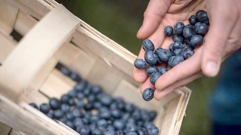 Eine Frau erntet Heidelbeeren auf einem Feld. Die Ernte von Strauchbeeren in Deutschland ist dank günstiger Witterung auf einen Rekordwert gestiegen. Foto: Sina Schuldt/dpa