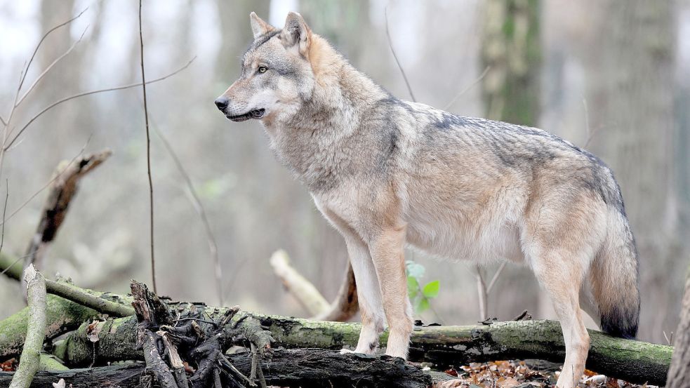Der Wolf breitet sich in Niedersachsen immer mehr aus. Foto: Wagner/DPA