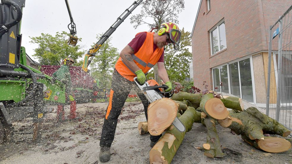 Ende Mai 2021 wurde die Blutbuche gefällt. Foto: Ortgies/Archiv