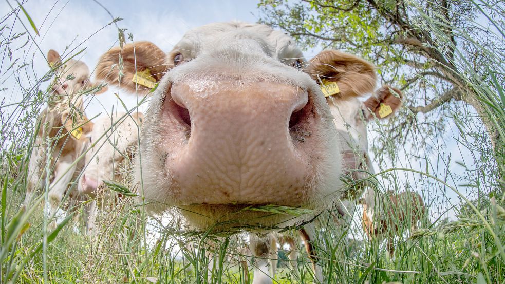 Die Schnauze voll von steigenden Preisen für Wiesen und Äcker in Ostfriesland? Foto: Roessler/DPA