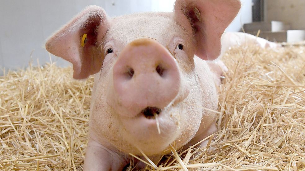 Ein Schwein auf Stroh: So eine Haltung ist in Deutschland noch die Ausnahme. Wurstproduzenten fordern in Sachen Umbau der Tierhaltung Tempo von der neuen Bundesregierung. Foto: dpa