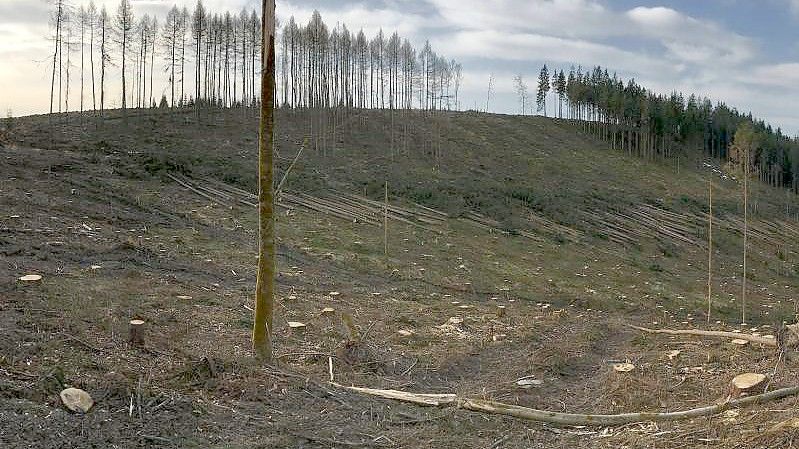 Das Bild zeigt eine von Borkenkäfern betroffene Region im Landkreis Sonneberg in Thüringen. Die Wälder in Deutschland sind vielerorts in einem schlechten Zustand. Foto: Thonfeld/DLR/dpa