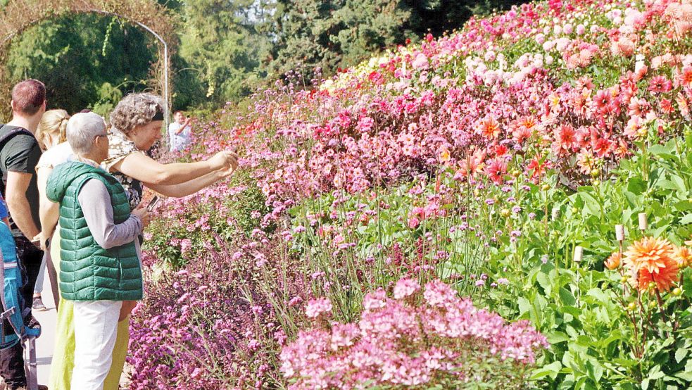 Die große Dahlienrabatte auf der Insel Mainau ist ein Besuchermagnet. Jedes Jahr gibt es eine Abstimmung über die schönste Sorte. Foto: Lüppen