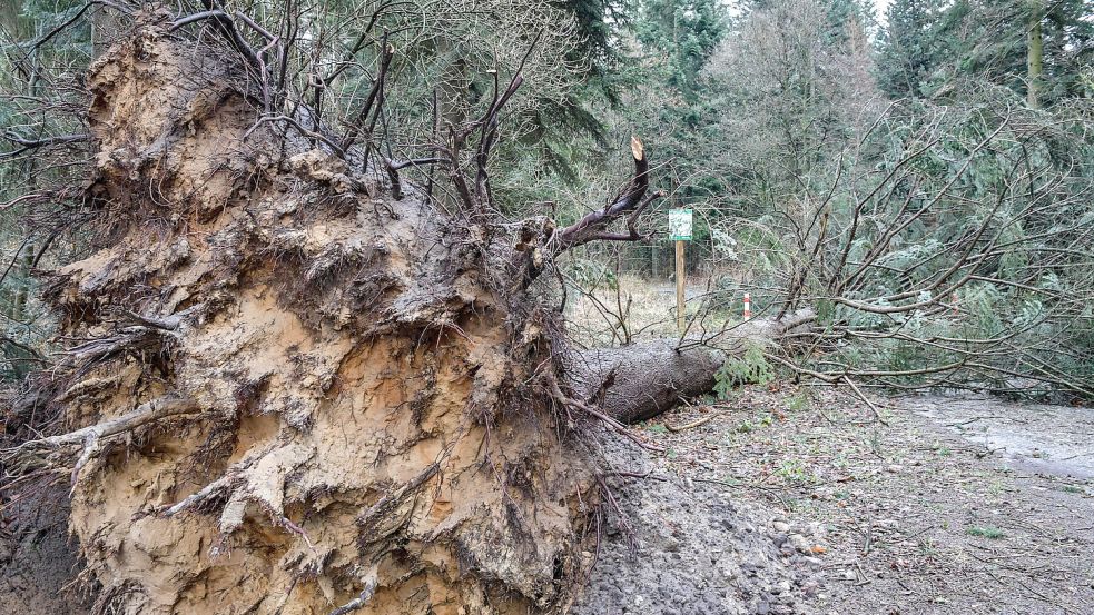 Hohe Fichten samt Wurzeln hat Orkan „Zeynep“ im Egelser Wald zu Fall gebracht. Foto: Ortgies