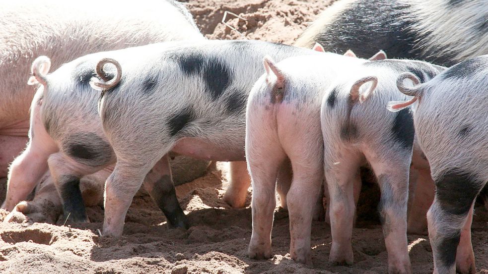 Zufriedene Schweine werden mit Ringelschwanz erwachsen. Dafür müssen die Haltungsbedingungen stimmen. Foto: Pixabay