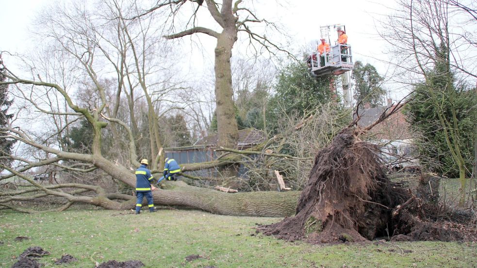 Feuerwehr und THW waren am Wochenende bei diesem umgestürzten Baum in Weenermoor im Einsatz. Foto: Rand/Feuerwehr