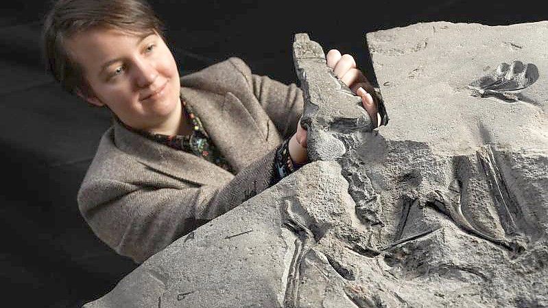Wissenschaftlerin Natalia Jagielska präsentiert in Edinburgh das Flugsaurier-Fossil aus dem Jura-Zeitalter. Foto: Stewart Attwood/National Museum of Scotland/PA Media/dpa