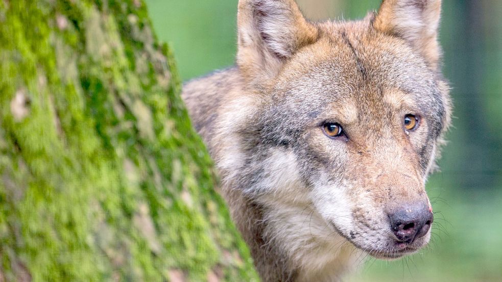 Der Wolf breitet sich in Niedersachsen aus. Foto: Archiv