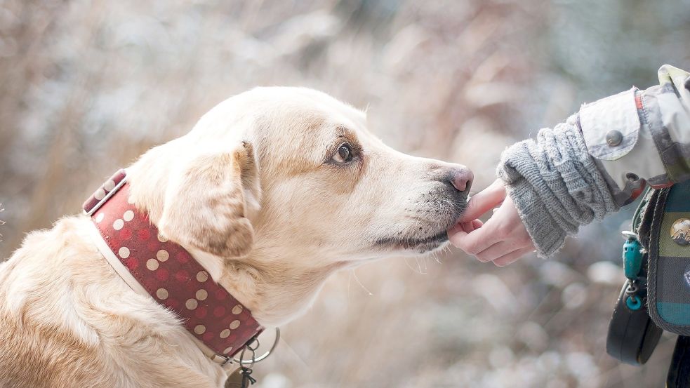 Ein Hund musste in einer Tierklinik behandelt werden, nachdem er einen Giftköder gefressen hatte. Symbolfoto: Pixabay