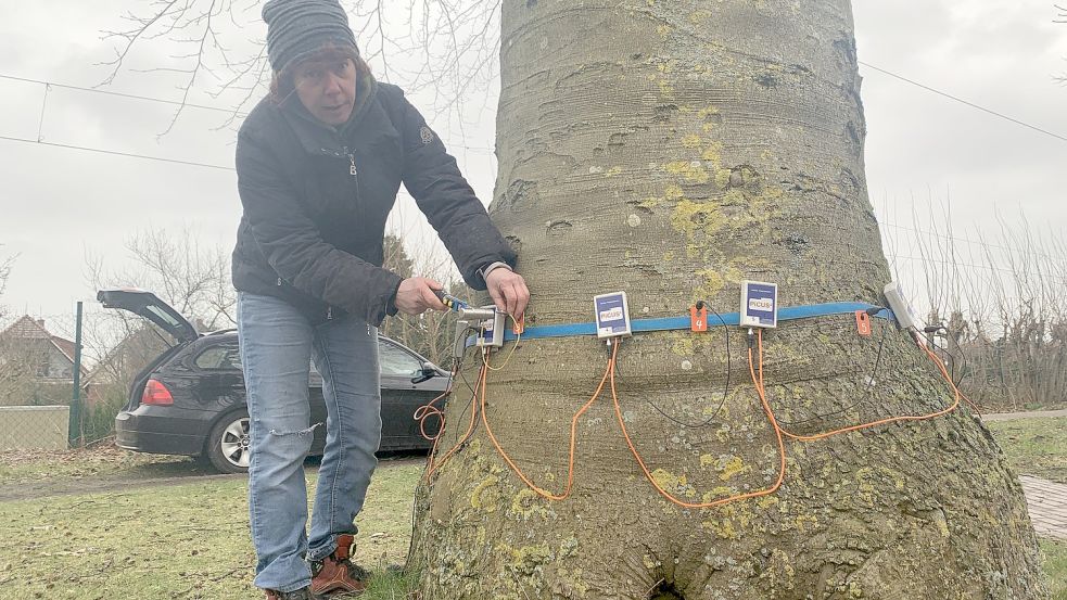 Mit der Schalltomografie überprüft Dr. Ines Reule die große Rotbuche Im Horst auf Fäulnis und Pilzbefall. Foto: Walther