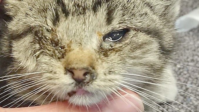Wie dieses Tier sehen nicht wenige der Katzenjungen aus, die die Tierschützer im Harlingerland aufnehmen. Durch Krankheiten und Inzucht ist ihr Gesundheitszustand oft desolat. Foto: Tierschutzverein Harlingerland