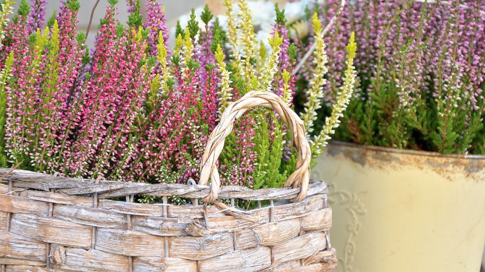 Die beliebteste Blume der Deutschen: Die Sommerheide, die sich vielseitig im Beet und in Pflanzgefäßen einsetzen lässt. Foto: pixabay.com