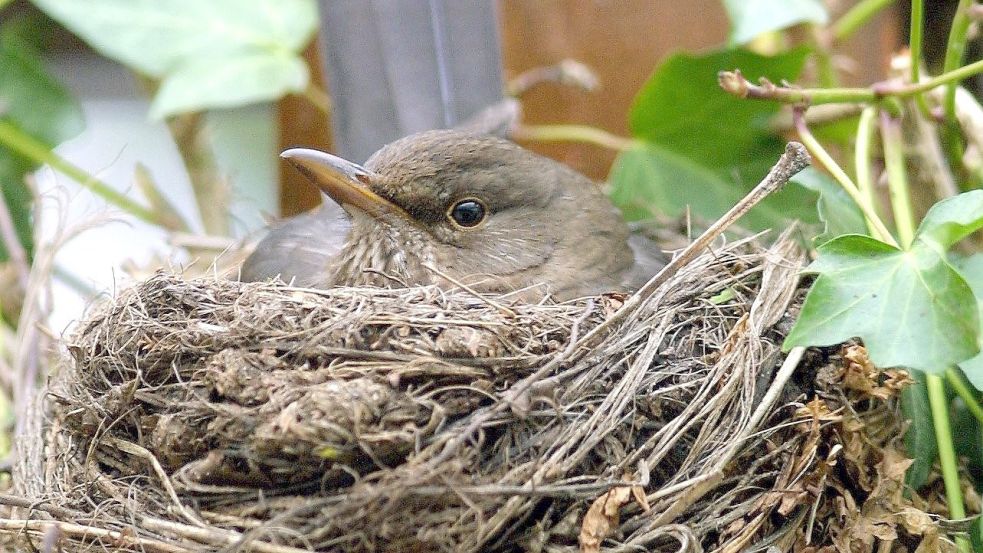 Ab dem 1. März gilt die gesetzlich geschützte Nist- und Brutzeit. Foto: Wagner/dpa