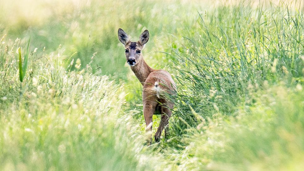 Besonders im Frühjahr ist das Leben von Rehkitzen gefährdet, wenn Landwirte ihre Felder mähen. Foto: Roessler/DPA