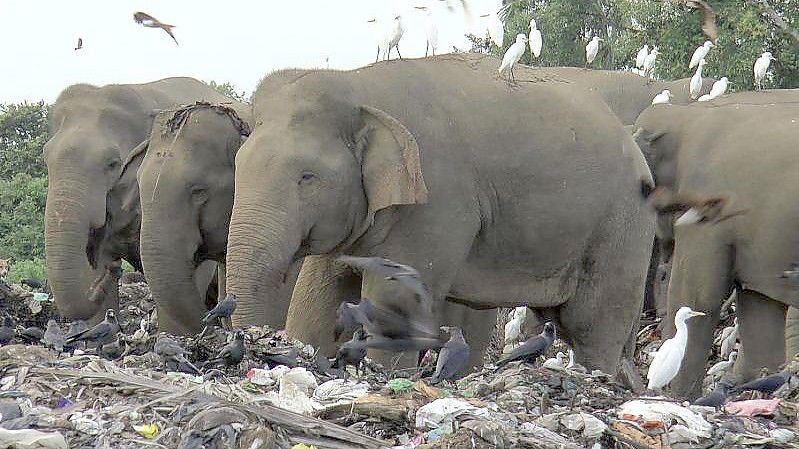 Wilde Elefanten suchen auf einer offenen Mülldeponie im Dorf Pallakkadu im Bezirk Ampara nach Nahrung. Foto: Achala Pussalla/AP/dpa
