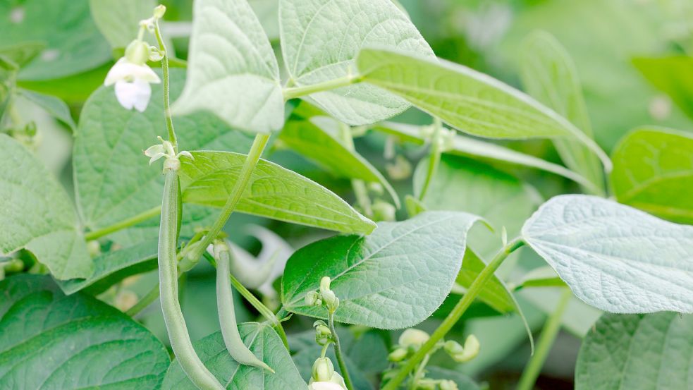 Wenn die Bohnen so schön wachsen, kann der Erfolg zur Forschung beitragen.Foto: ecobo/stock.adobe.com