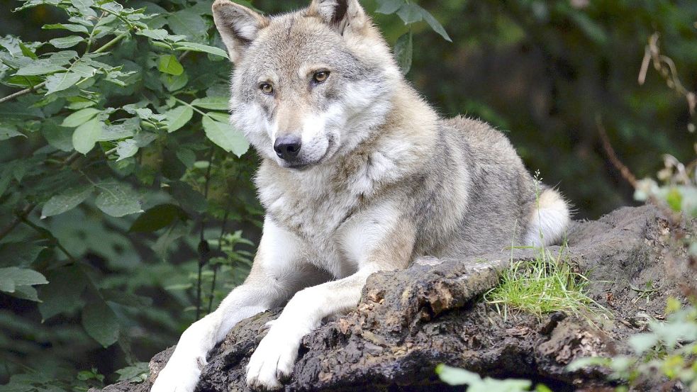 In Wirdum soll am Montagmorgen ein Wolf gesichtet worden sein. Symbolfoto: Pixabay