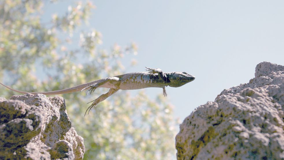 Seltene Arten: Auf den Kanaren gibt es Tier, die es nur hier gibt. Foto: Arte