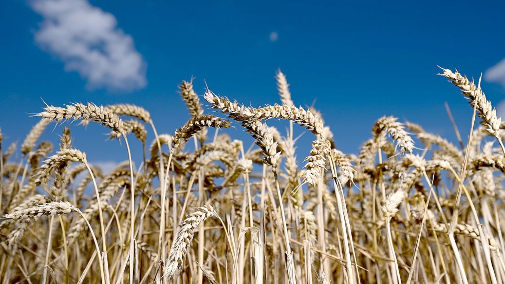 Durch den Krieg in der Ukraine fallen Weizenlieferungen aktuell aus. Foto: Arne Dedert/dpa
