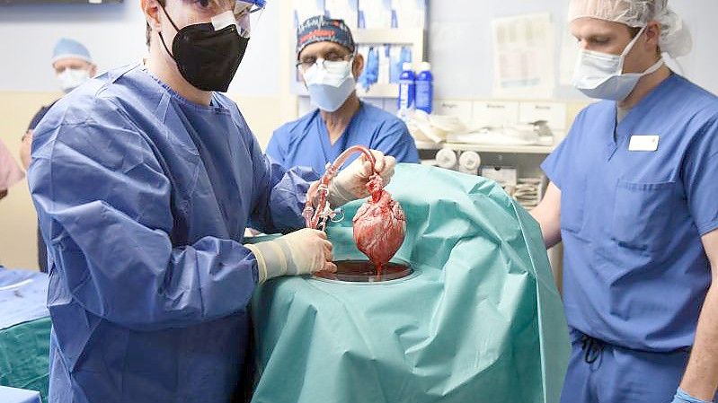 Ärzte setzen im Januar David Bennett das Schweineherz ein. Nun ist der Transplantationspatient gestorben. Foto: Tom Jemski/University of Maryland School of Medicine/dpa