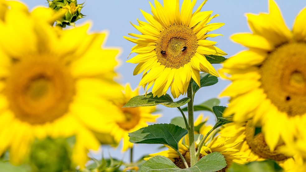 In Deutschland werden 94 Prozent des Bedarfs an Sonnenblumenöl importiert. Foto: dpa